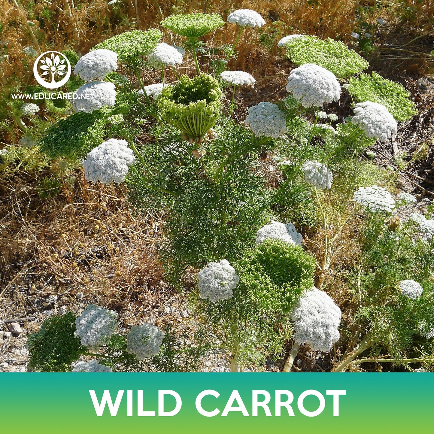 Wild Carrot Seeds, Daucus carota