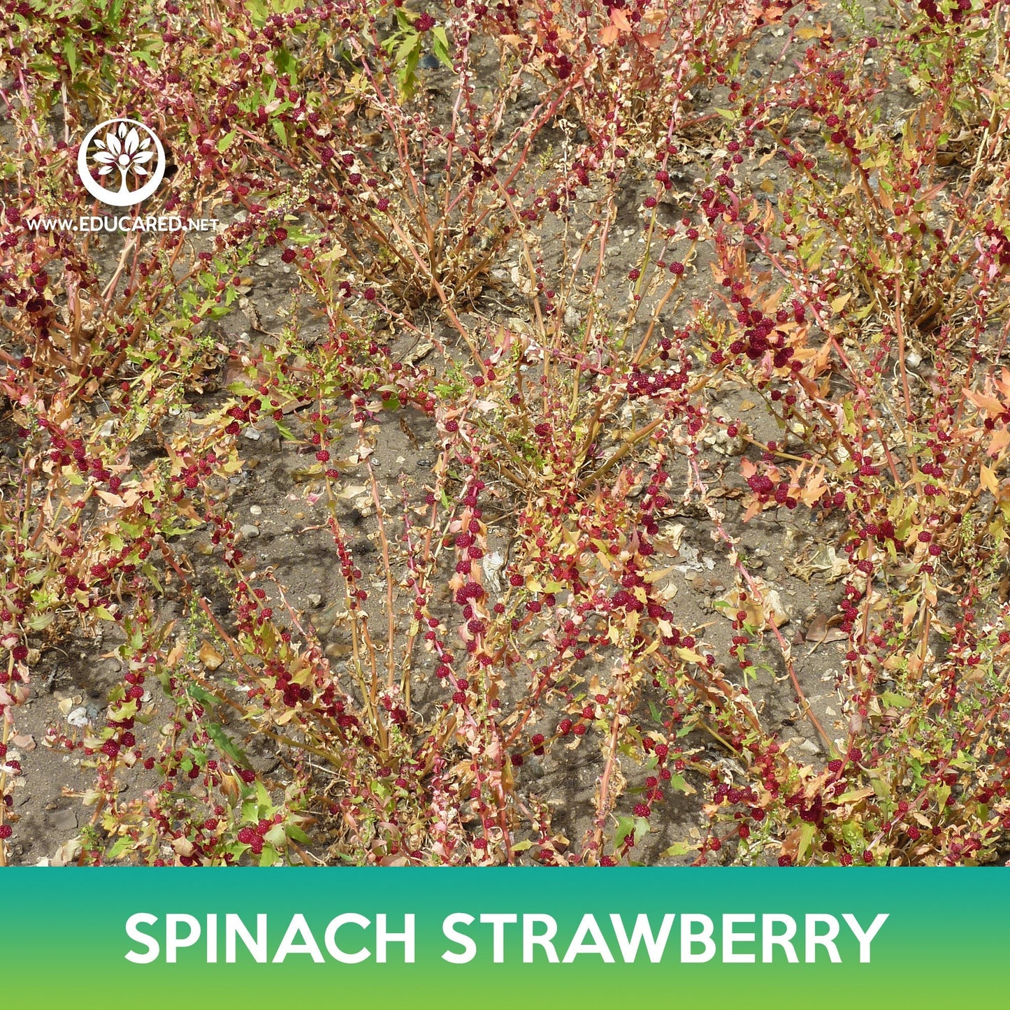 Spinach Strawberry Seeds, Chenopodium capitatum