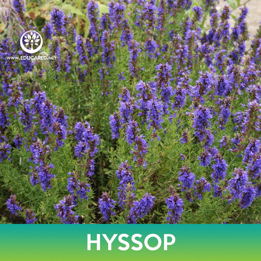 Hyssop Seeds
