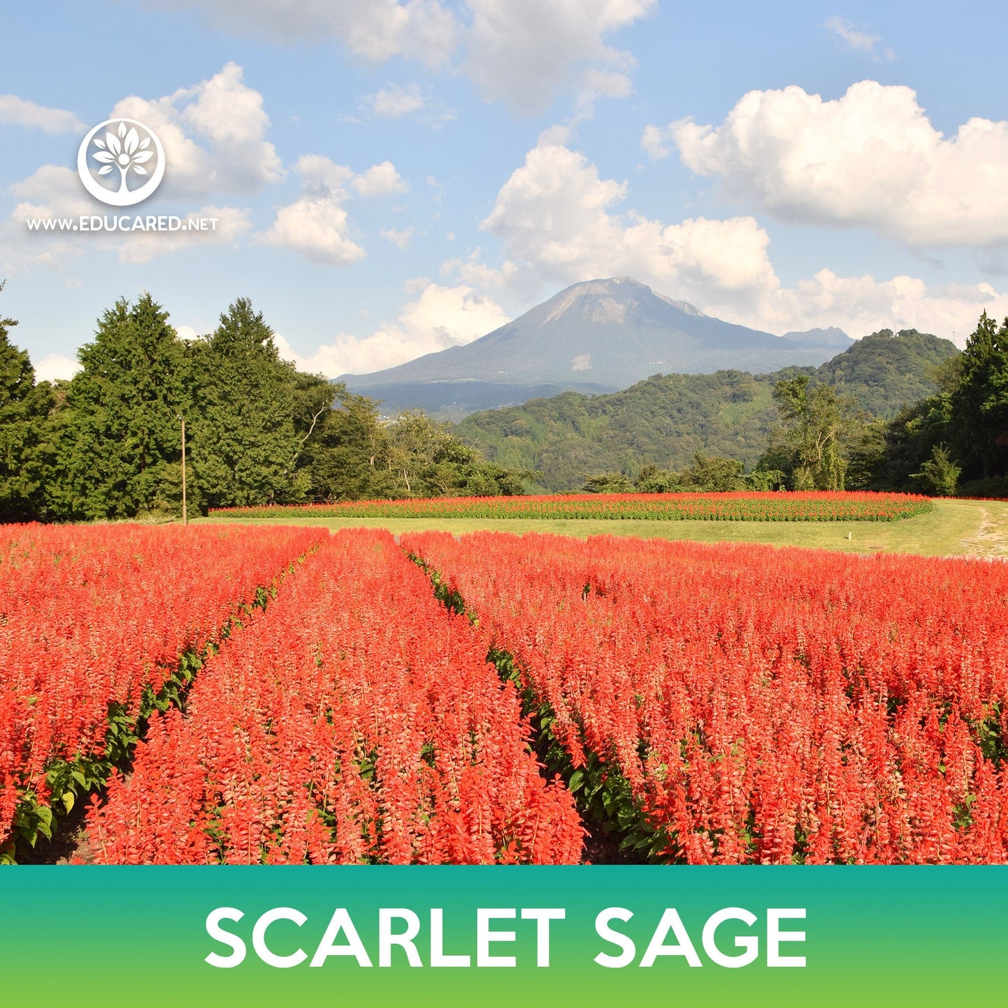 Scarlet Sage Seeds, Blood Sage, Salvia coccinea