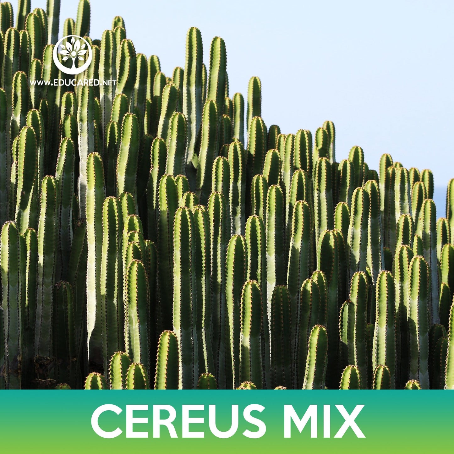 Cereus Cactus Mix Seeds