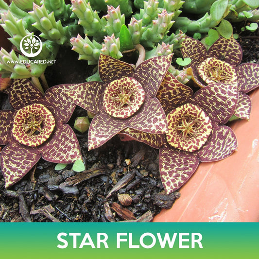 Star Flower Cactus Seeds, Orbea variegata
