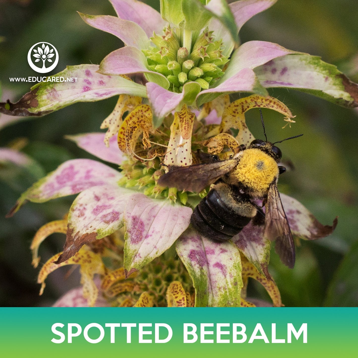 Spotted Beebalm Seeds, Monarda punctata