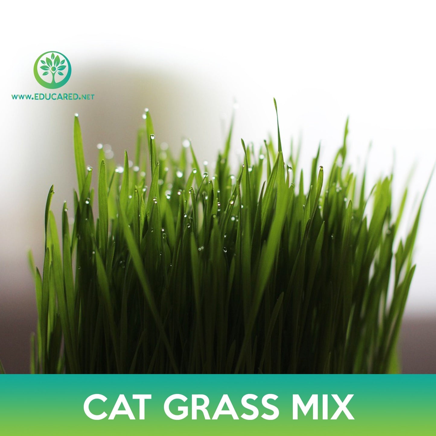 Cat and Pet Grass Mix Seeds