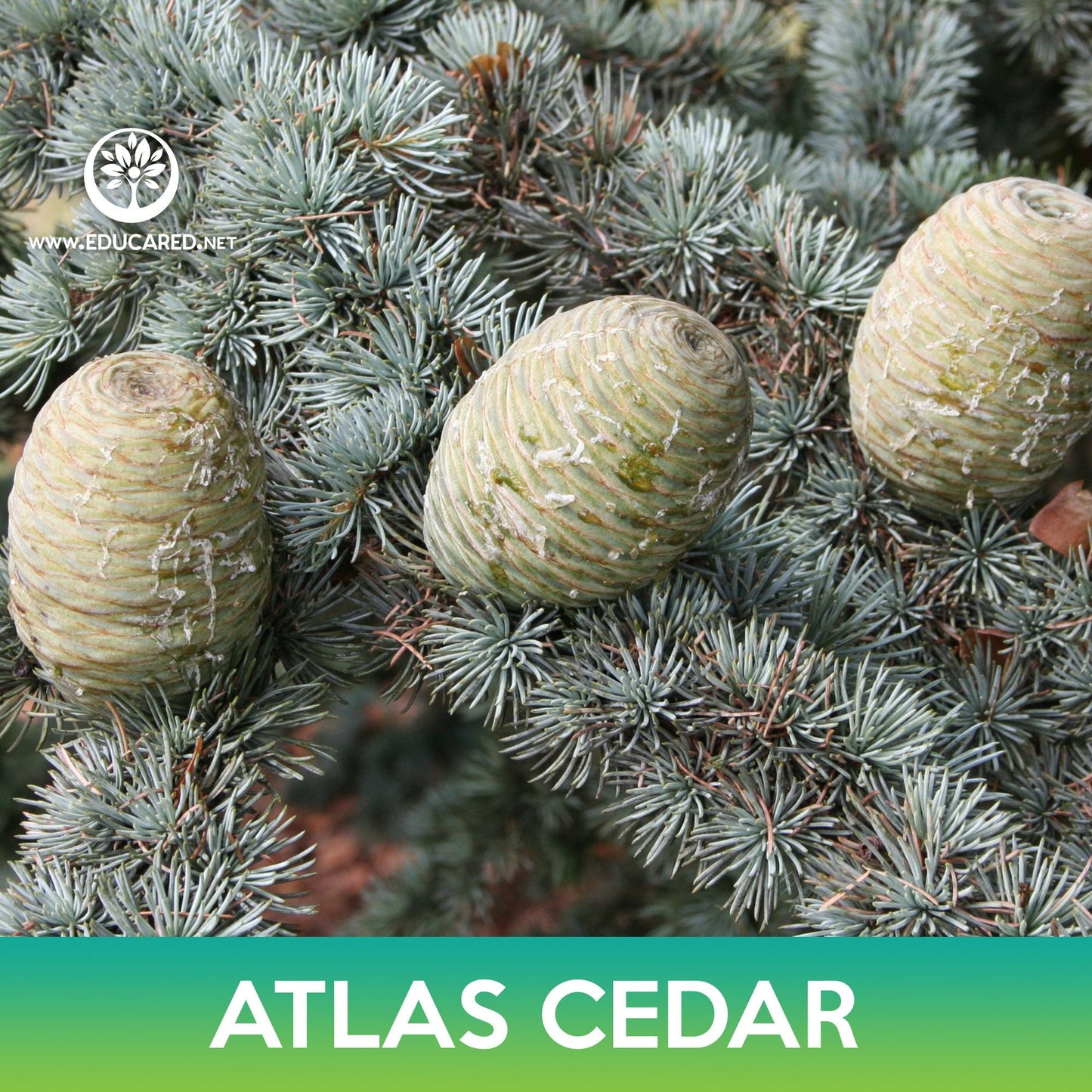 Atlas Cedar Seeds, Cedrus libani subsp. atlantica