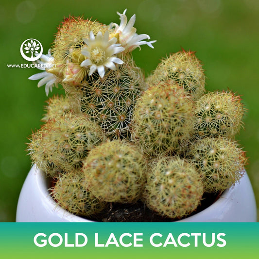 Gold Lace Cactus Seeds, Ladyfinger Cactus, Mammillaria elongata