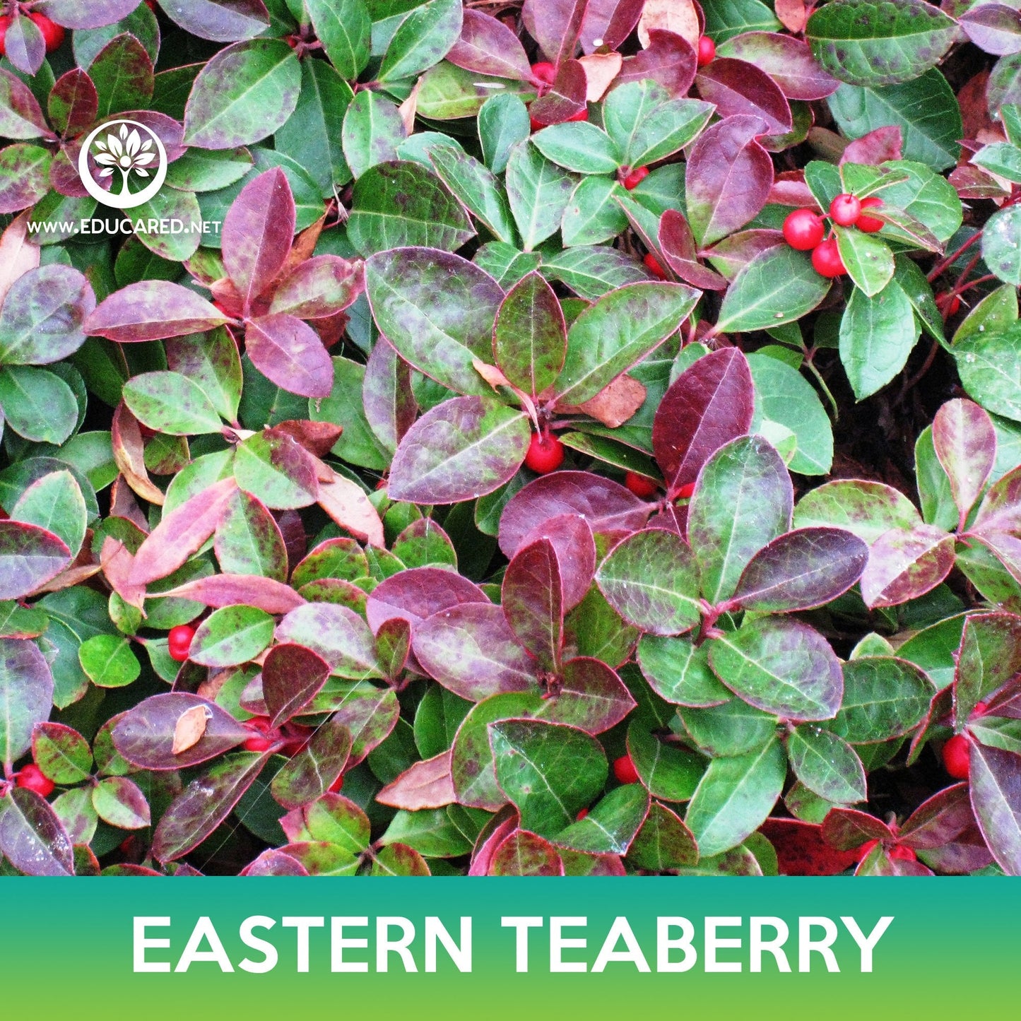 Eastern Teaberry Seeds, American Wintergreen, Gaultheria procumbens