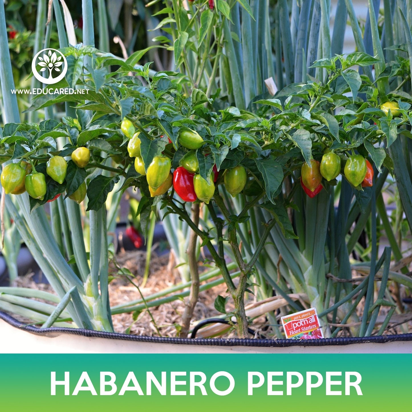 Habanero Pepper Seeds, Capsicum chinense