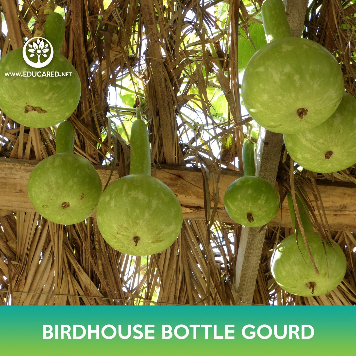 Birdhouse Bottle Gourd Seeds, Calabash