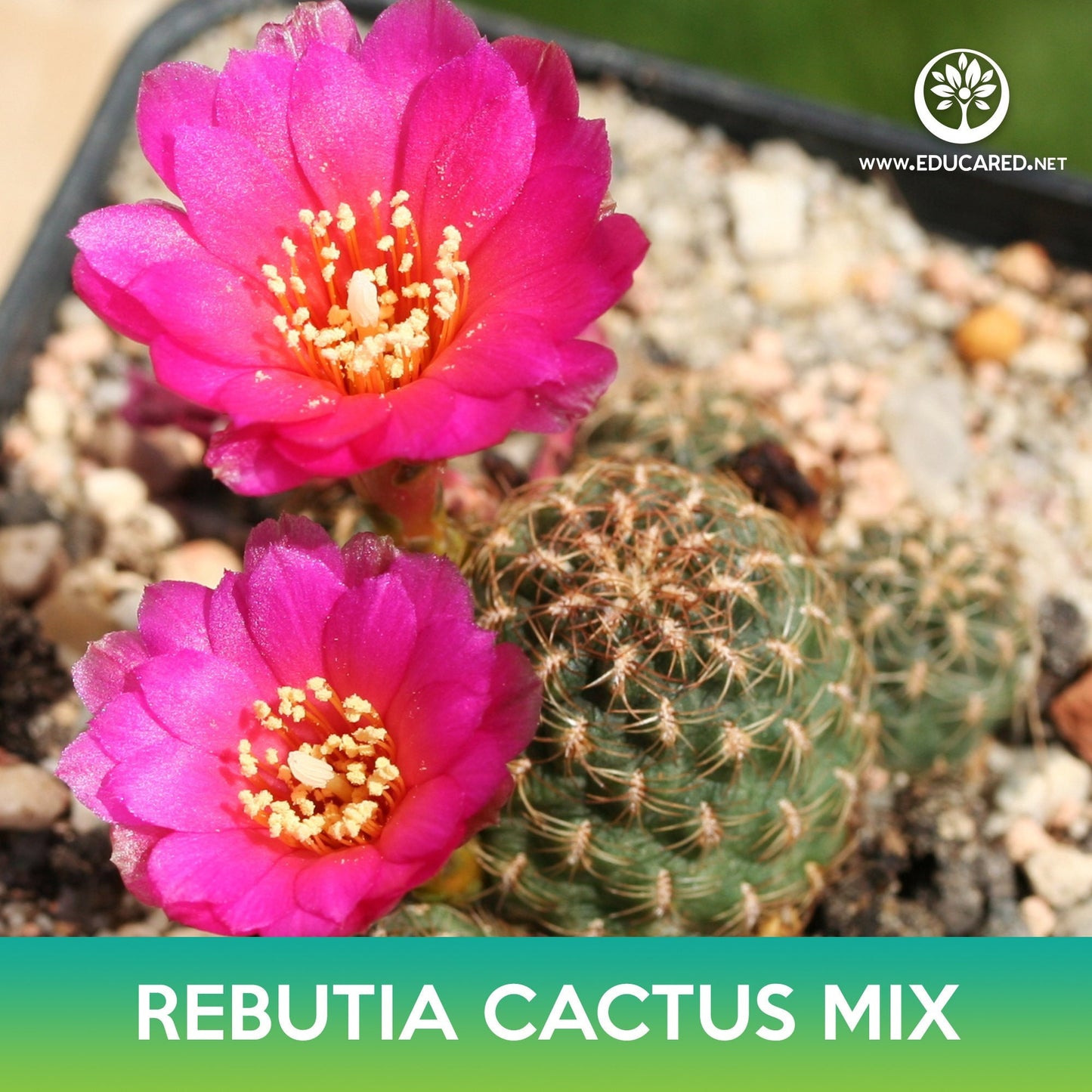 Rebutia Cactus Mix Seeds