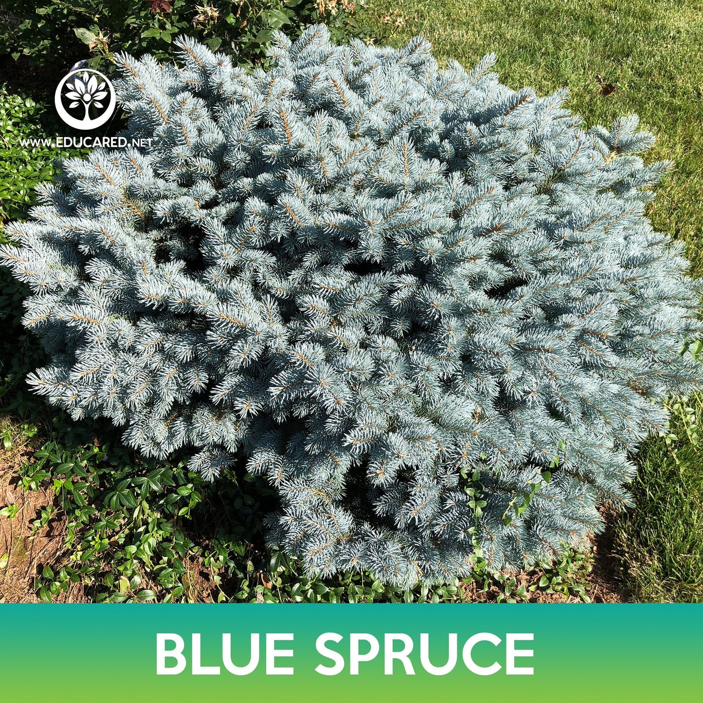 Blue Spruce Seeds, Colorado Blue Spruce , Picea pungens