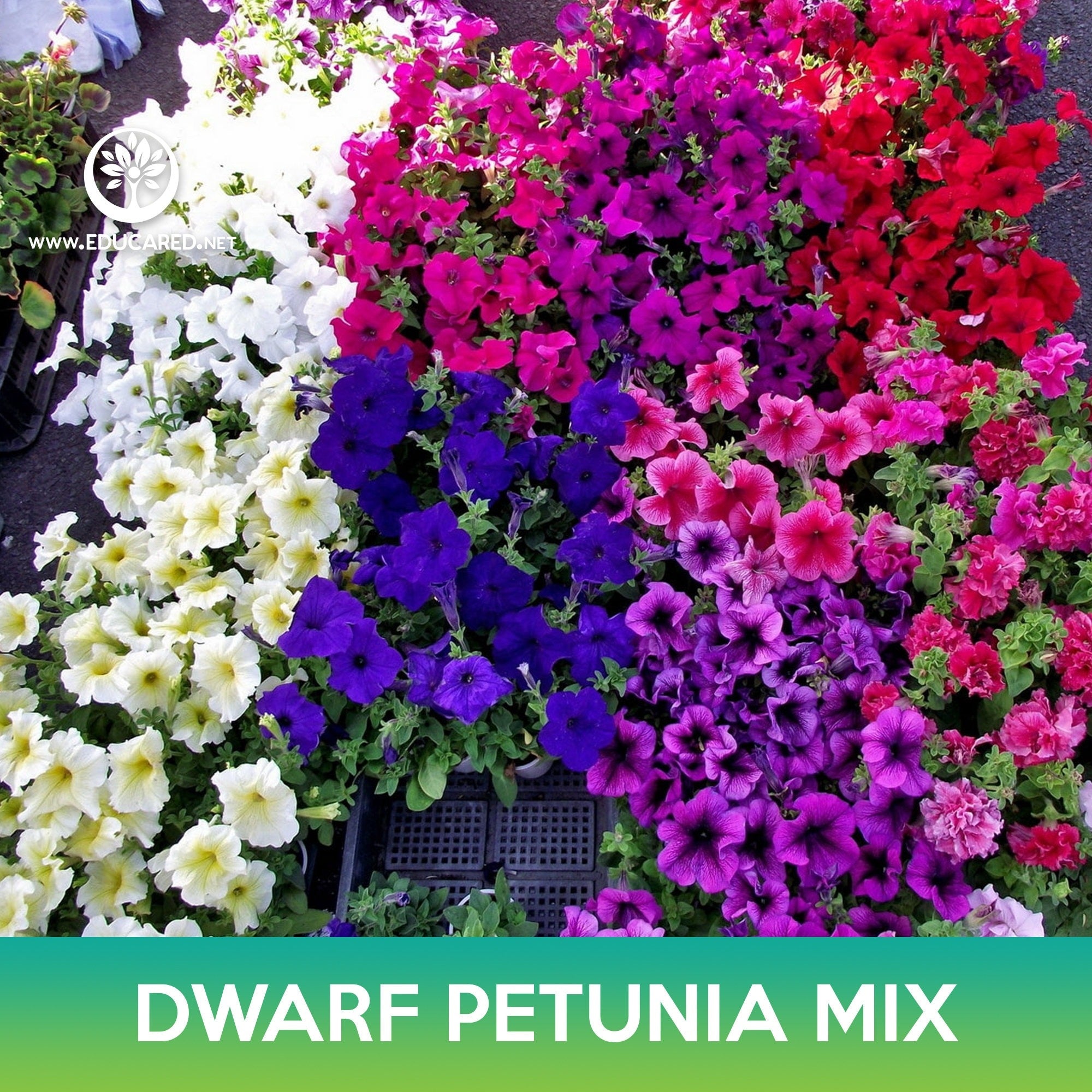 Semi Di Petunia Compacta Multicolore - Per Bordure, Vasi E Aiuole Fiorite - Foto 6