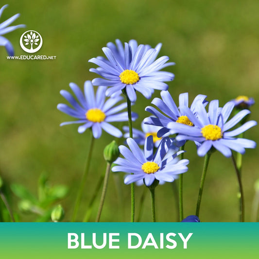 Blue Daisy Seeds, Felicia heterophylla