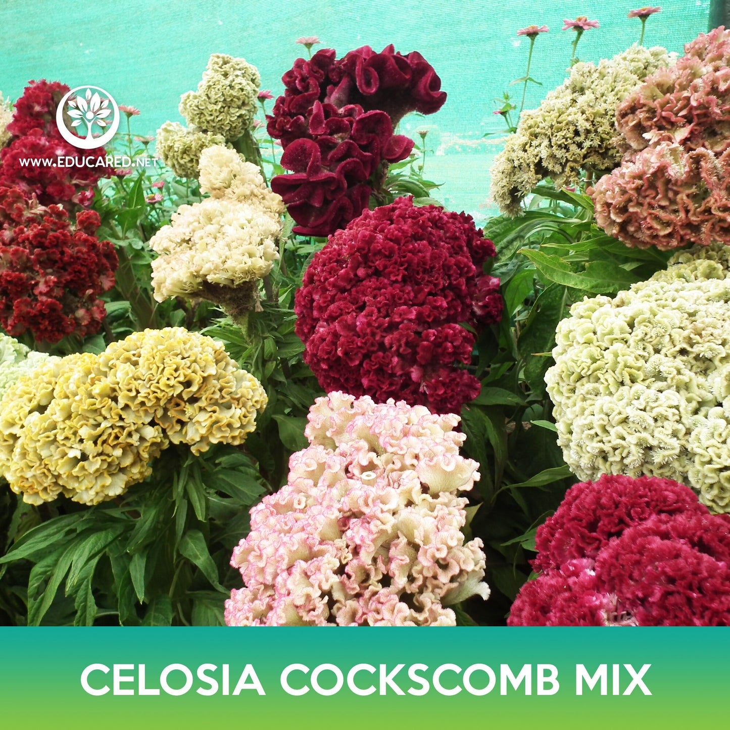 Celosia Cockscomb Flower Mix Seeds, Celosia argentea var cristata