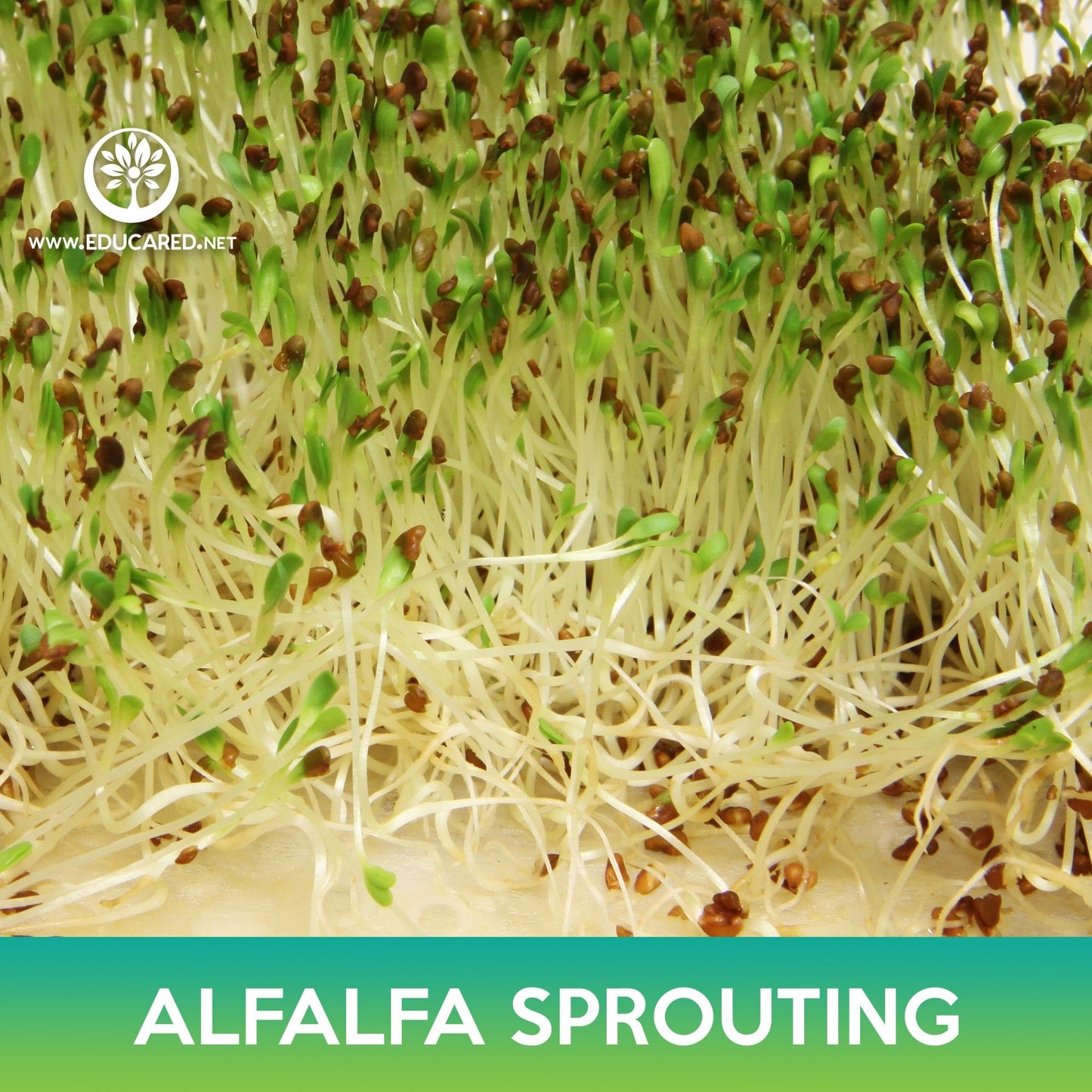 Alfalfa Sprouting Seeds, Medicago sativa