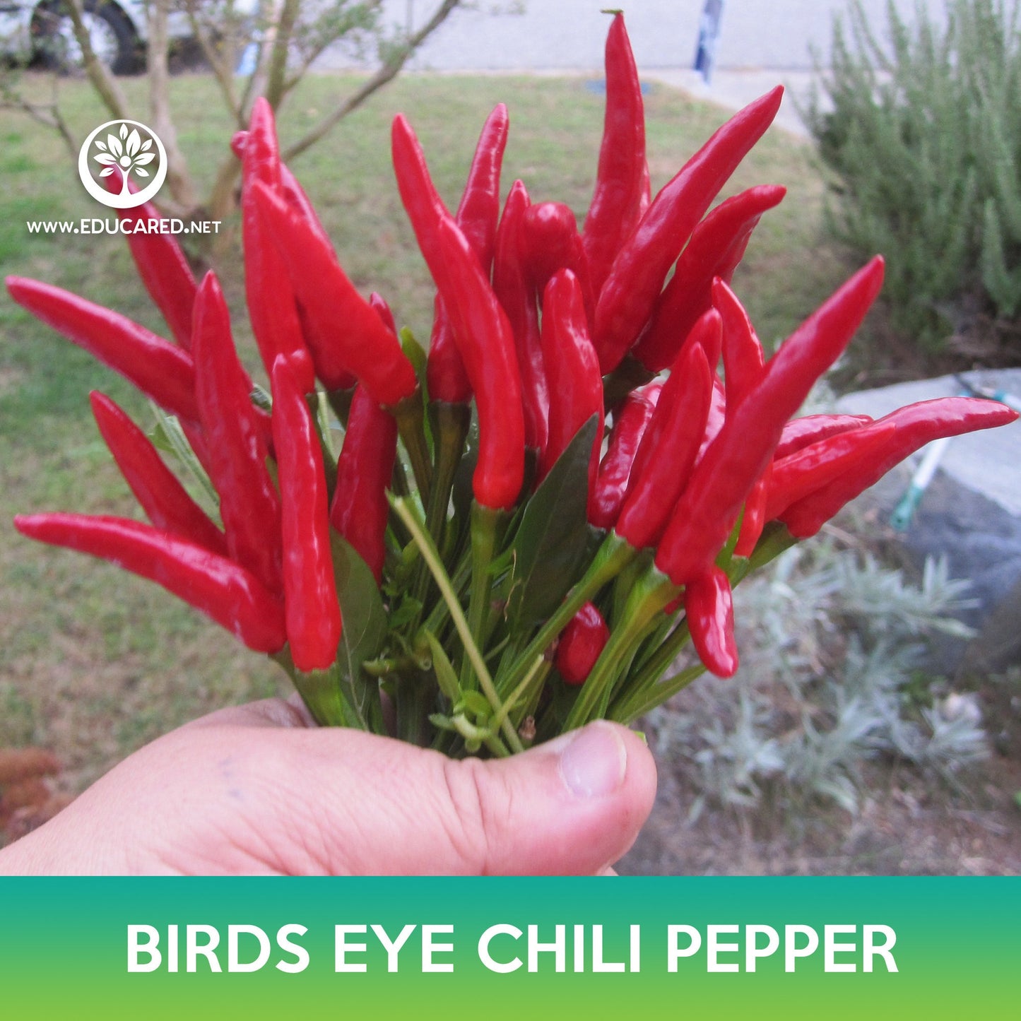 Birds Eye Chili Pepper Seeds, Thai Chili Pepper