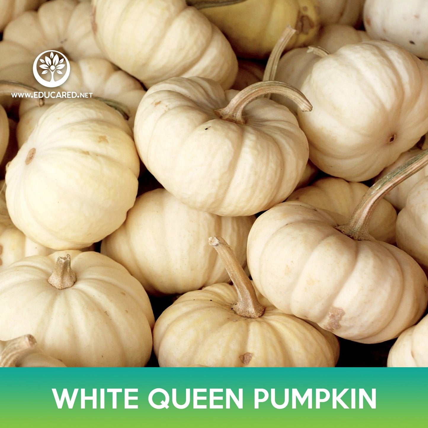 White Queen Pumpkin Seeds