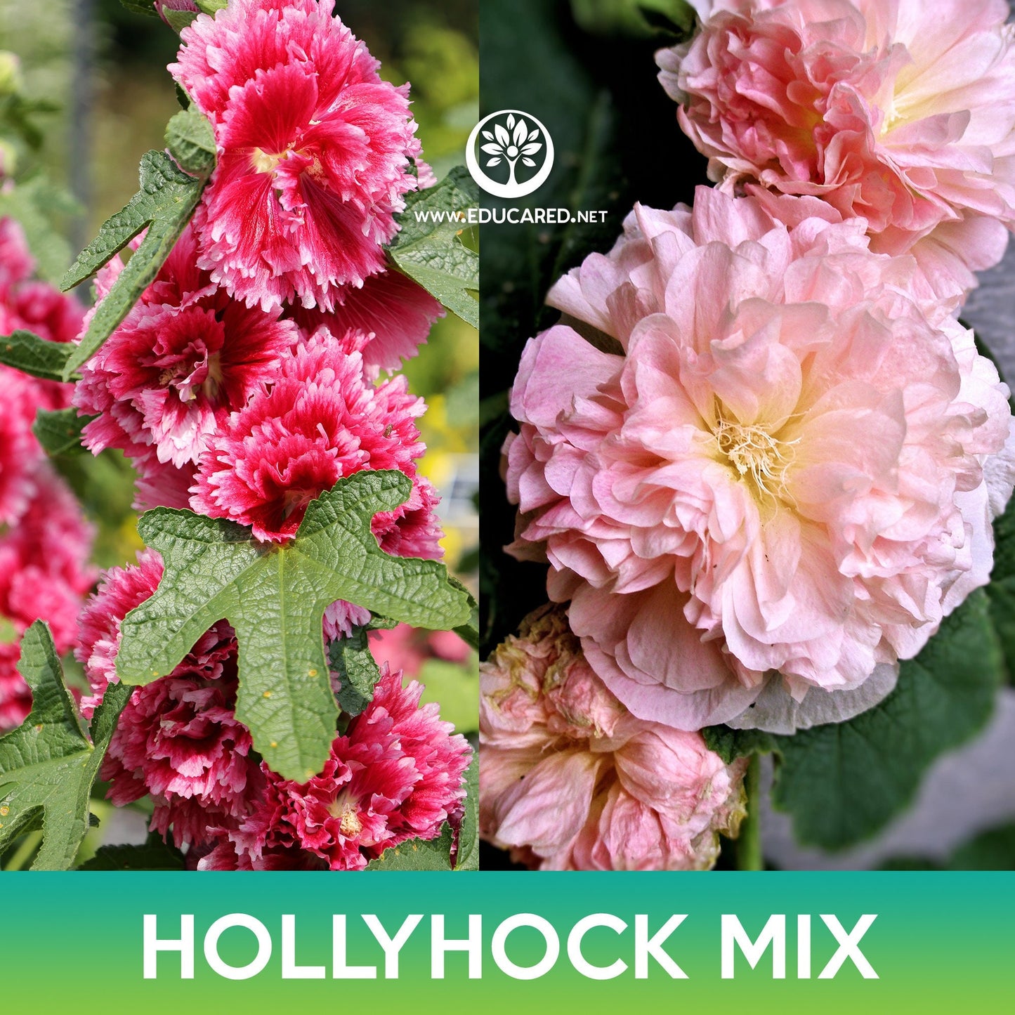 Hollyhock Flower Mix Seeds, Alcea rosea chater's double