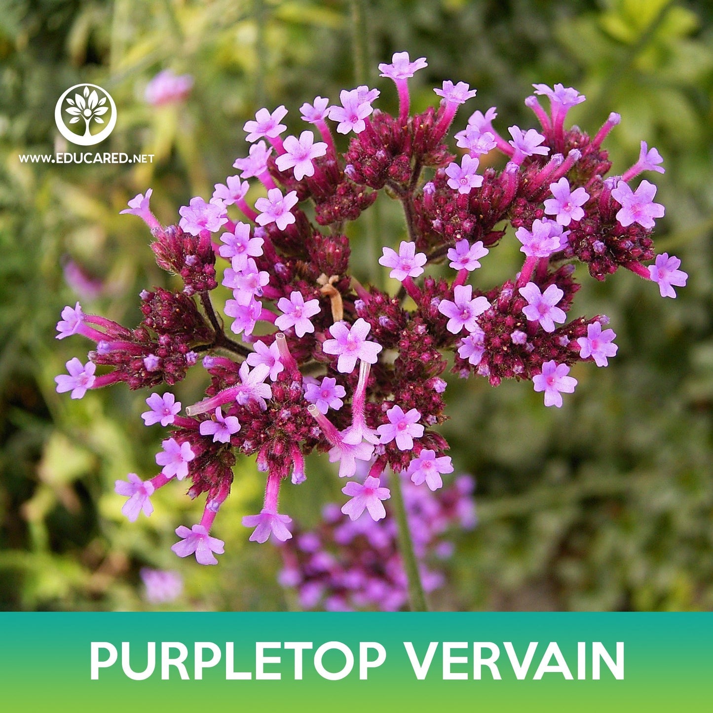 Purpletop Vervain Seeds, Brazilian Vervain, Verbena bonariensis