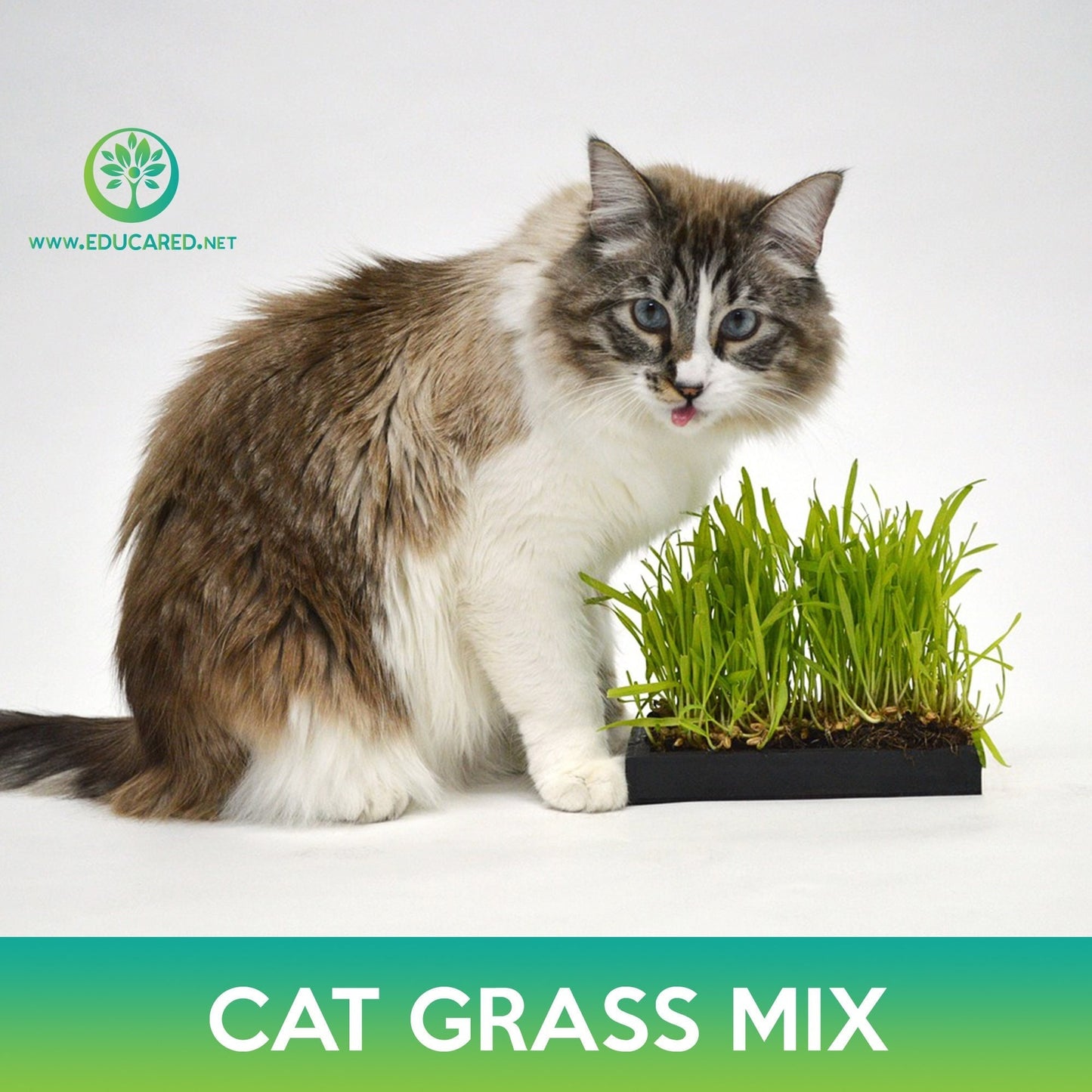 Cat and Pet Grass Mix Seeds