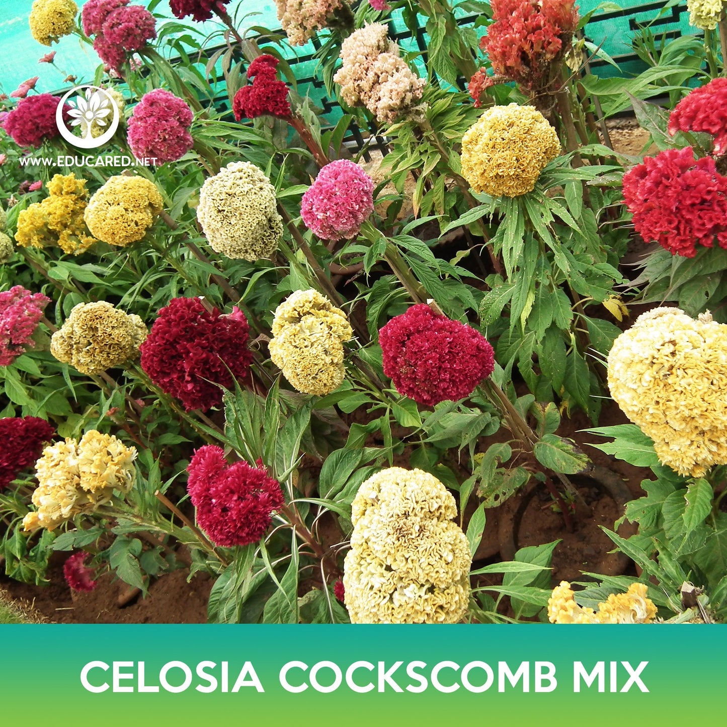 Celosia Cockscomb Flower Mix Seeds