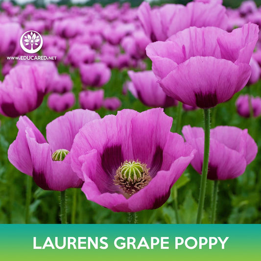 Laurens Grape Poppy Seeds