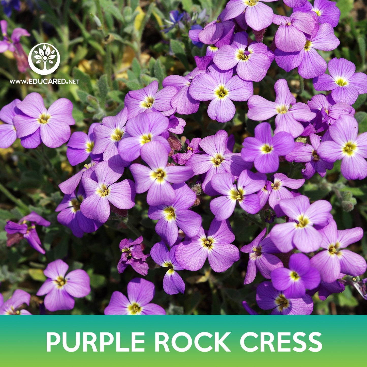 Purple Rock Cress Seeds, Aubrieta deltoidea