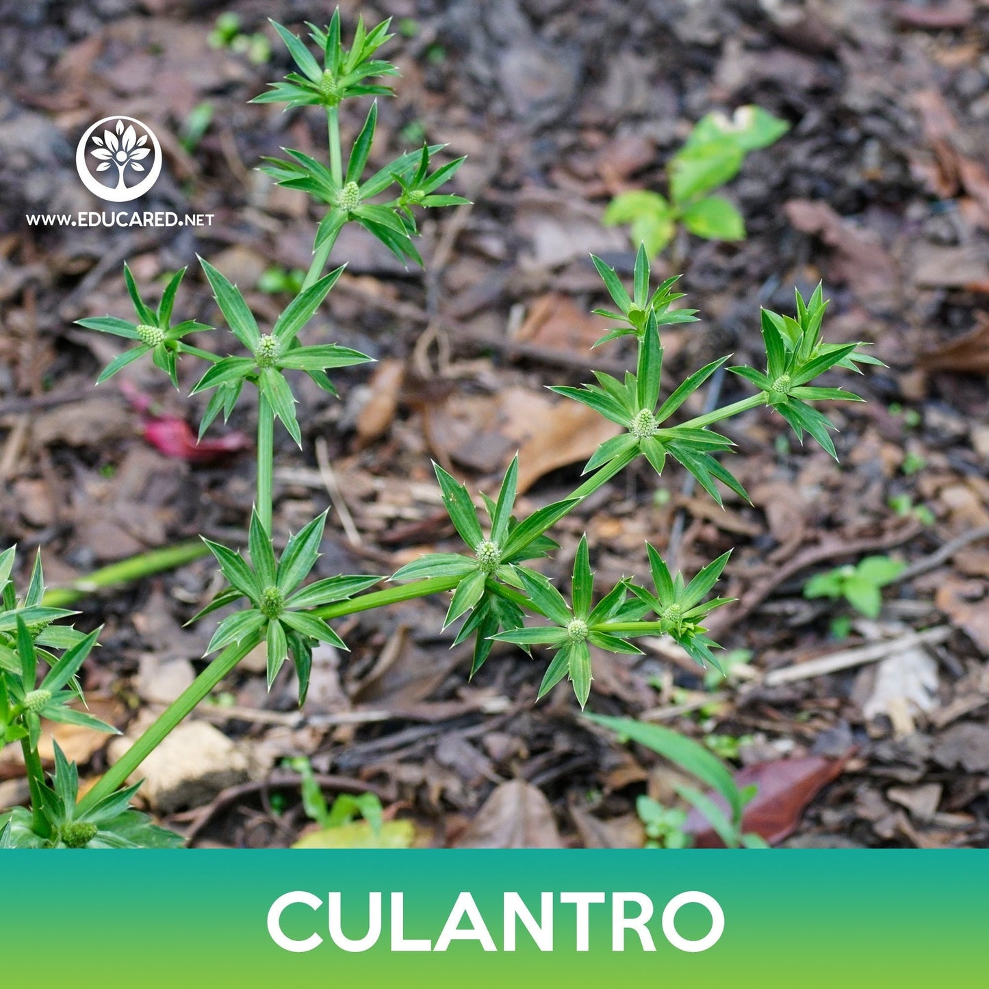 Culantro Seeds, False Coriander, Spiny Coriander, Eryngium foetidum