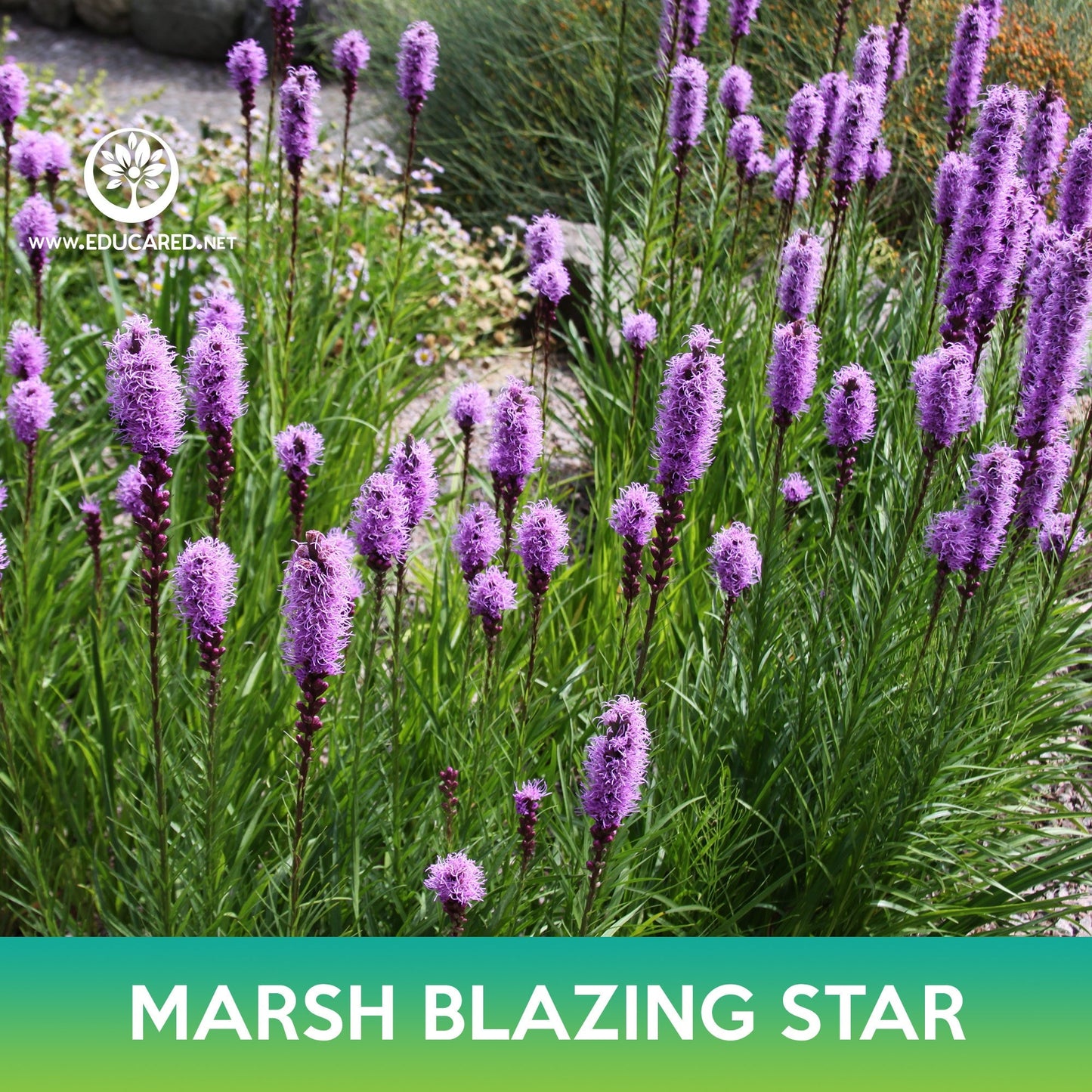 Marsh Blazing Star Seeds, Liatris spicata