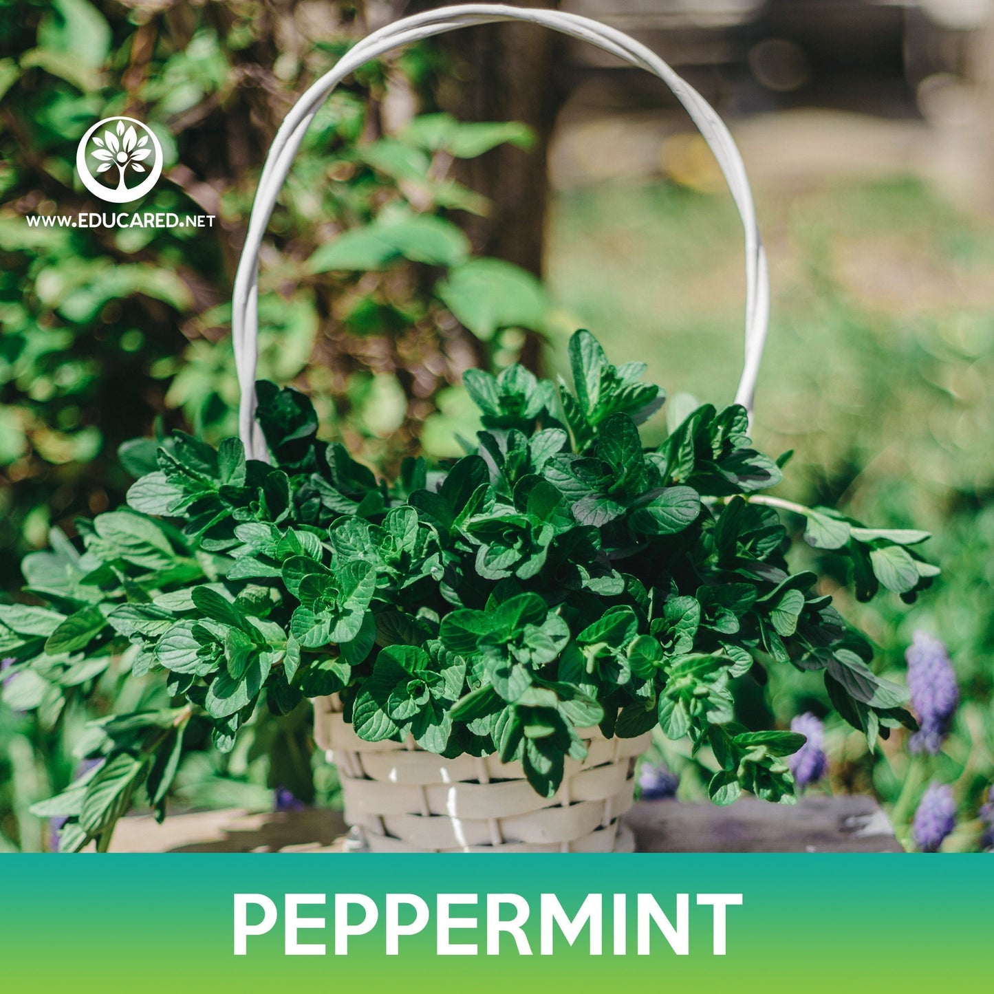 Peppermint Seeds, Mentha piperita