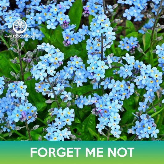 Forget-Me-Not Flower Seeds, Myosotis sylvatica