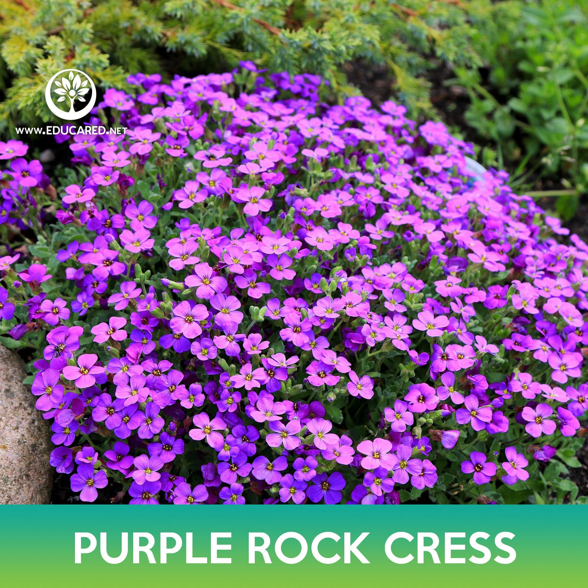 Rockcress, Purple | 250 Seeds | Amazng Low Growng Perennal Rockcress, Purple | 250 Seeds | Amazng Low Growng Perennal