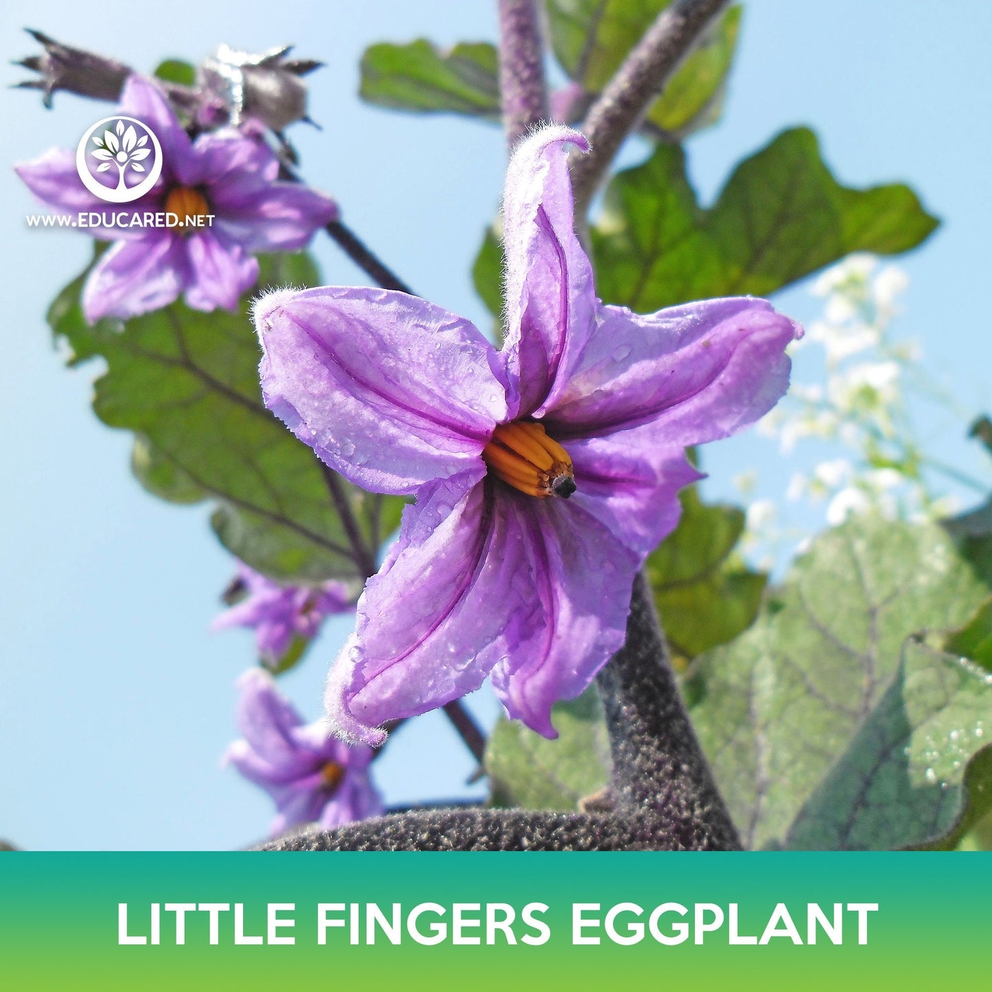Little Fingers Eggplant Seeds