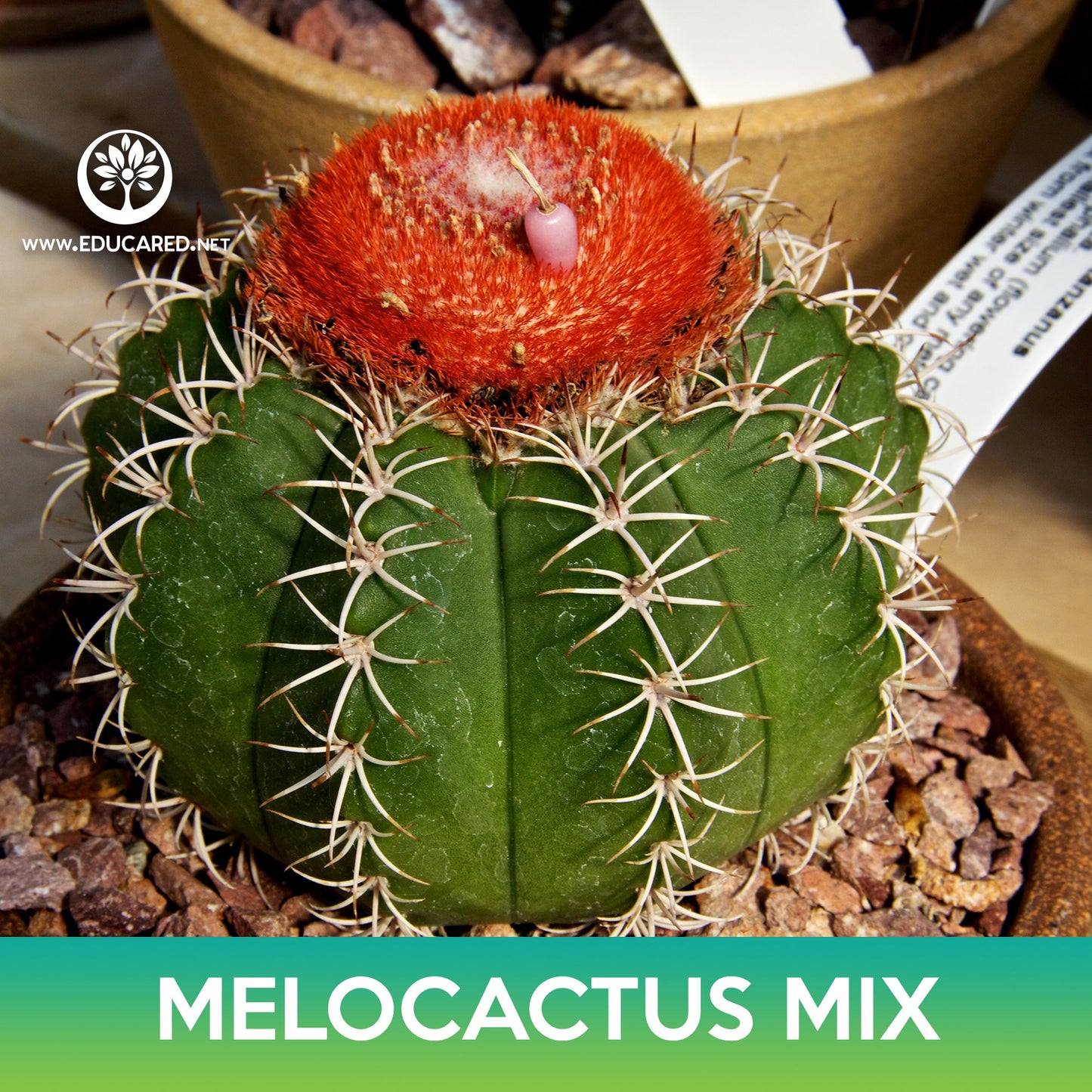 Melocactus Cactus Mix Seeds