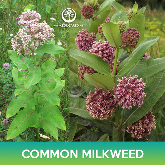 Common Milkweed Seeds, Asclepias syriaca
