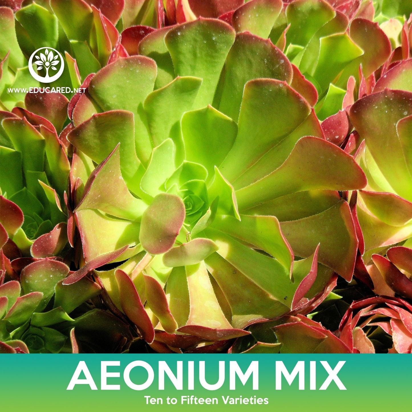 Aeonium Succulent Mix Seeds