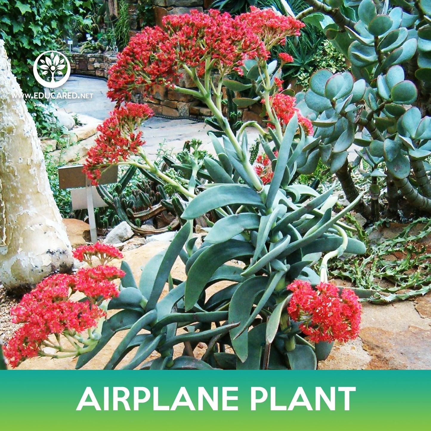 Airplane Plant Seed, Crassula Perfoliata Succulent Seeds