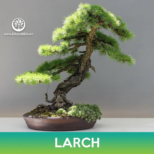 Larch Tree Seeds