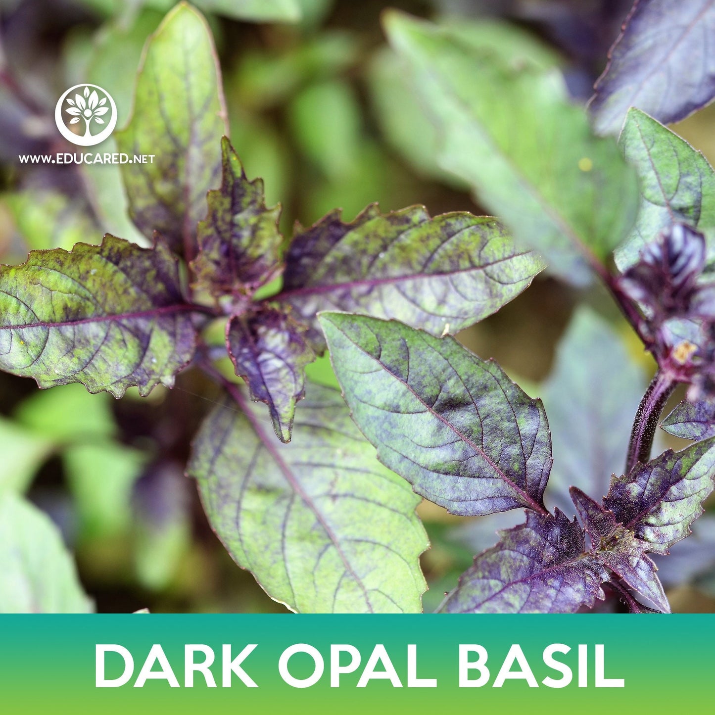 Dark Opal Basil Seeds