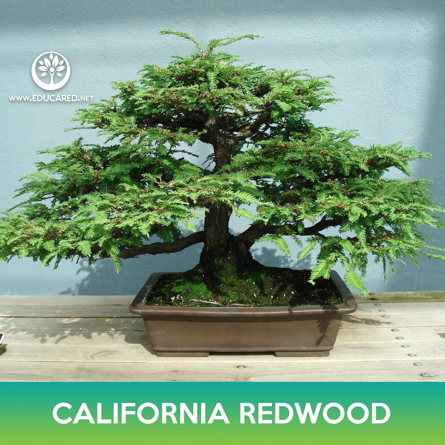 California Redwood Seeds, Coastal Sequoia, Coast Redwood, Sequoia sempervirens