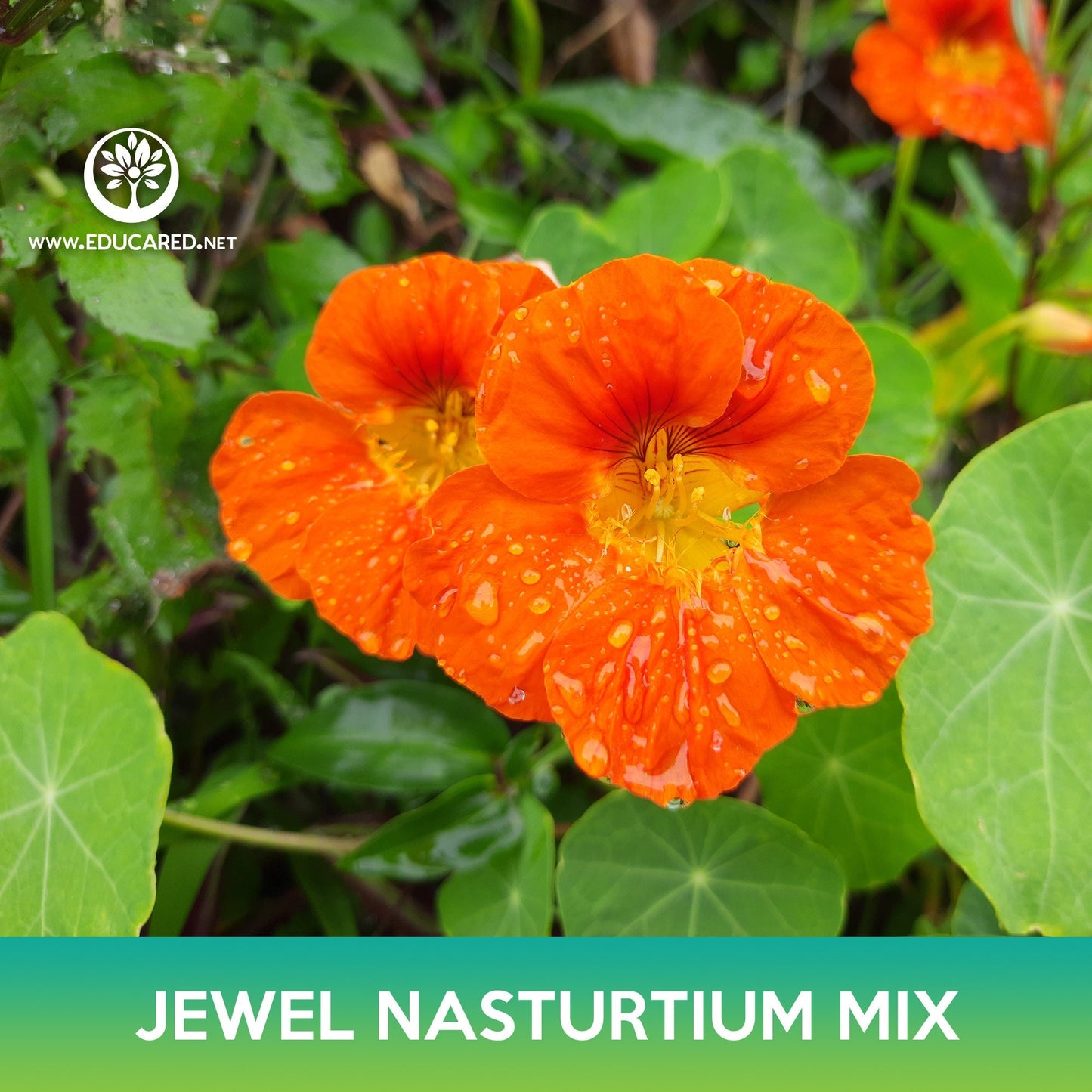 Jewel Nasturtium Flower Mix Seeds, Tropaeolum nanum