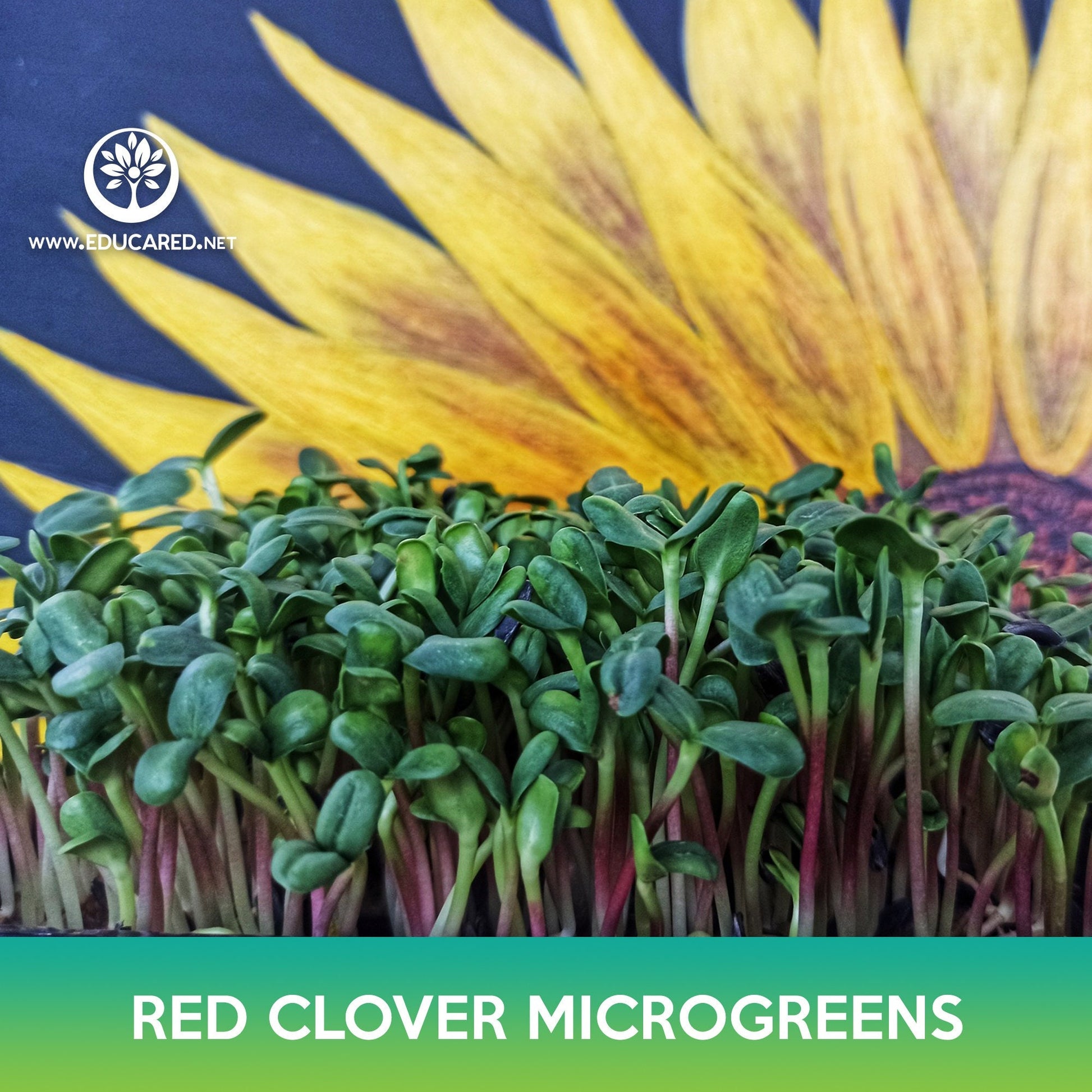 Red Clover Microgreens Seeds Educared