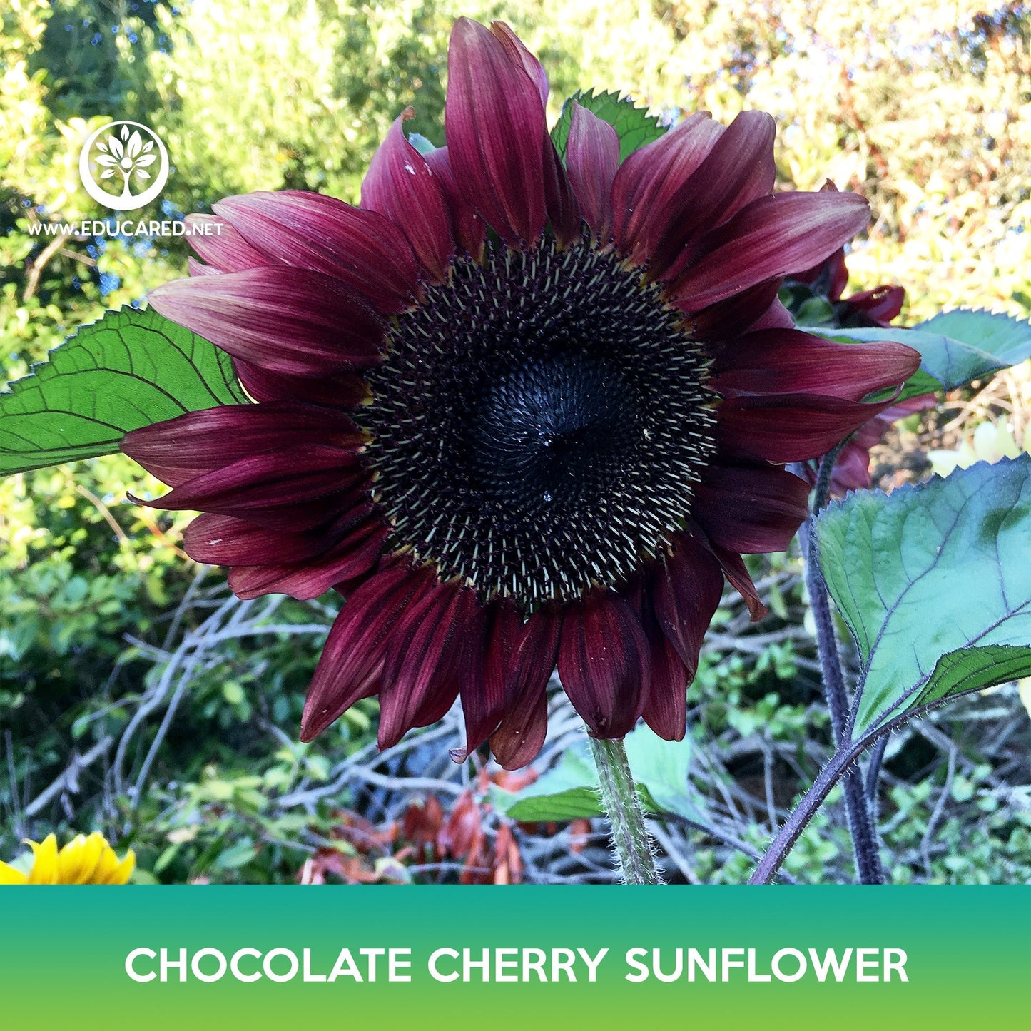 Chocolate Cherry Sunflower Seeds