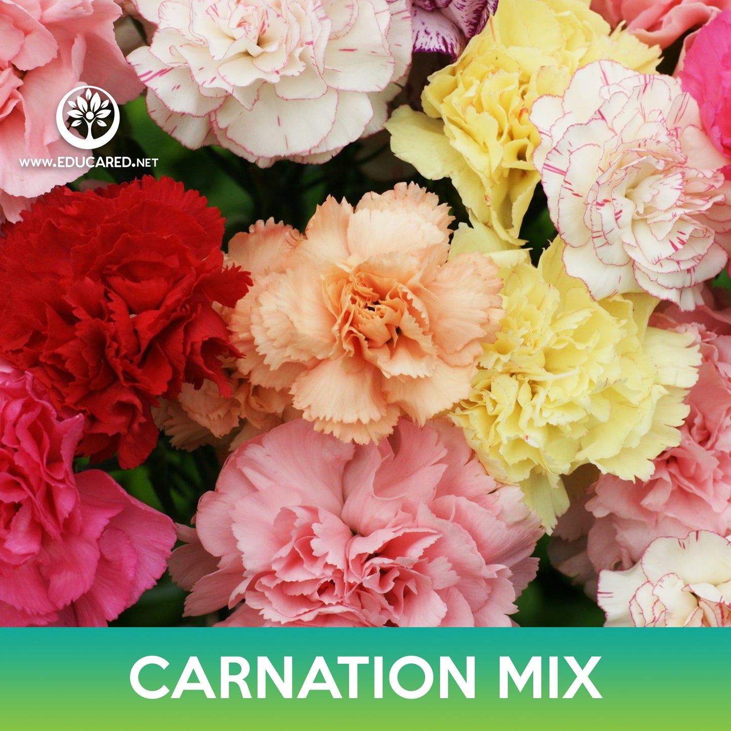Carnation Flower Mix Seeds, Dianthus caryophyllus
