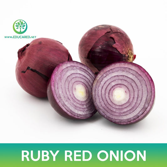 Ruby Red Onion Seeds, Allium cepa