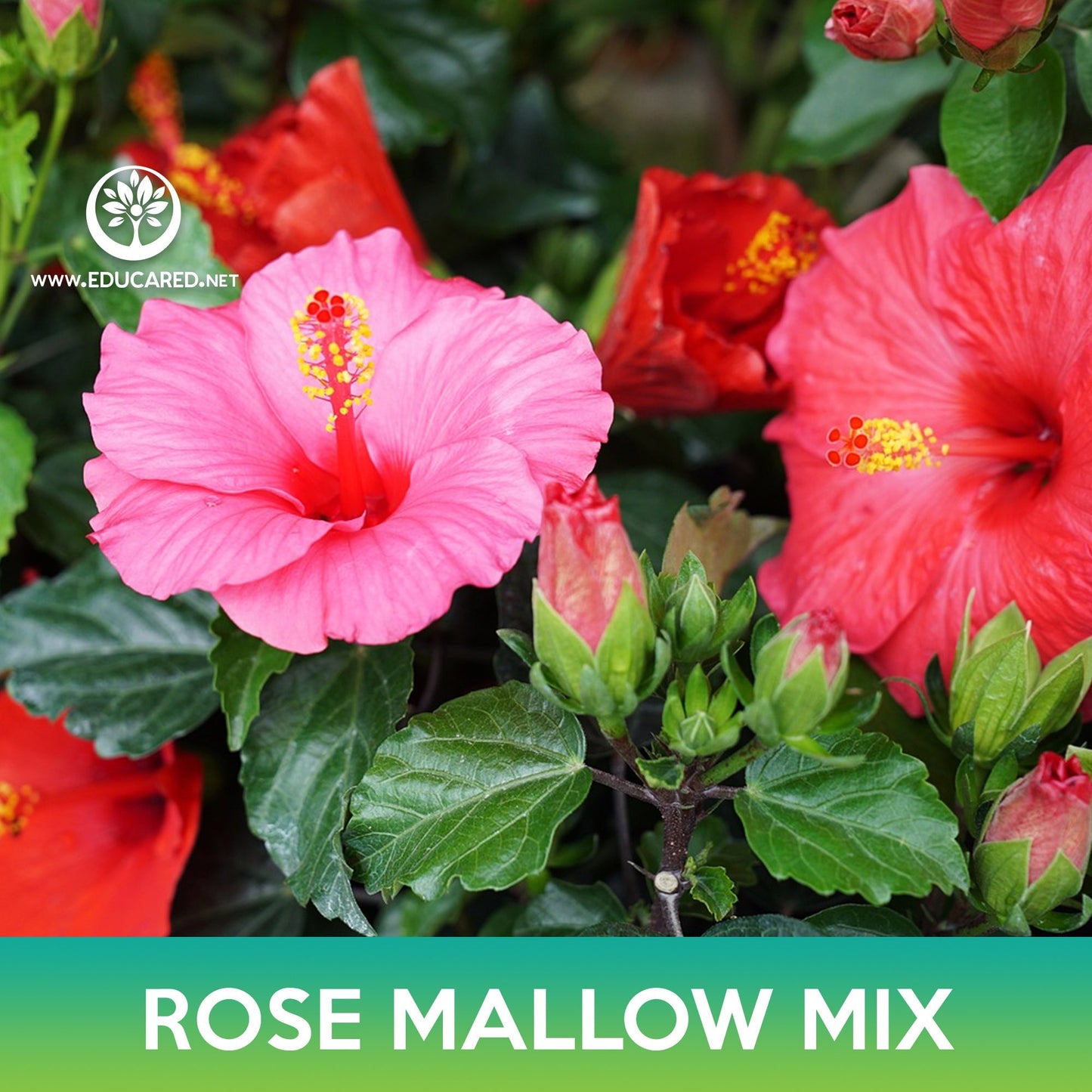 Rose Mallow Mix Seeds, Hibiscus Mix, Hibiscus moscheutos