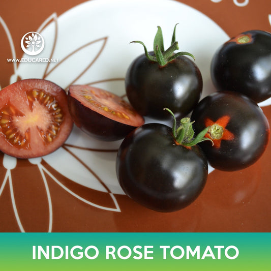 Indigo Rose Tomato, Blue Tomato, Purple Tomato, Lycopersicon esculentum Indigo Rose