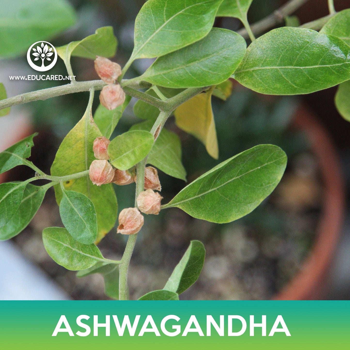 Ashwagandha Seeds, Withania somnifera