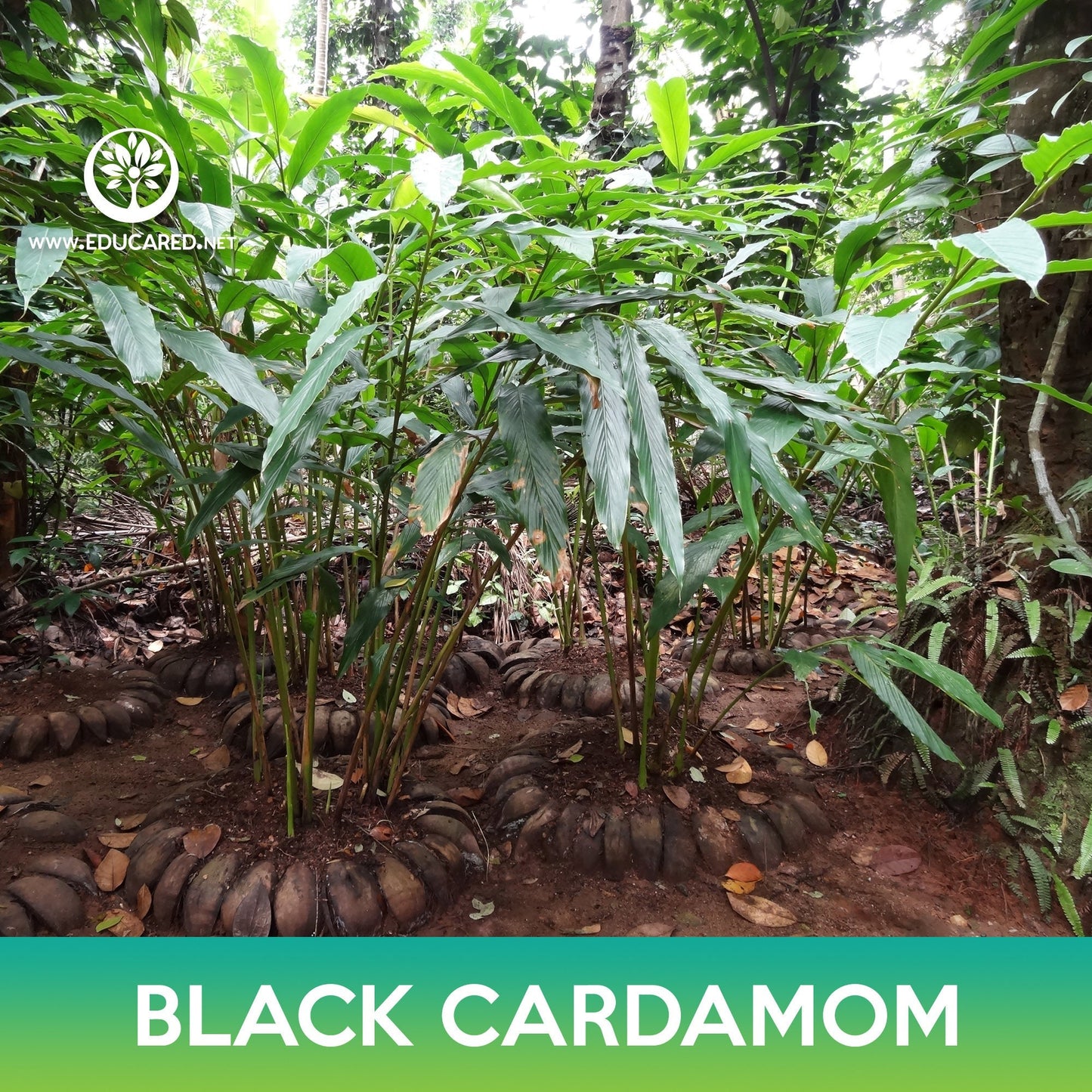Black Cardamom Seeds, Amomum subulatum