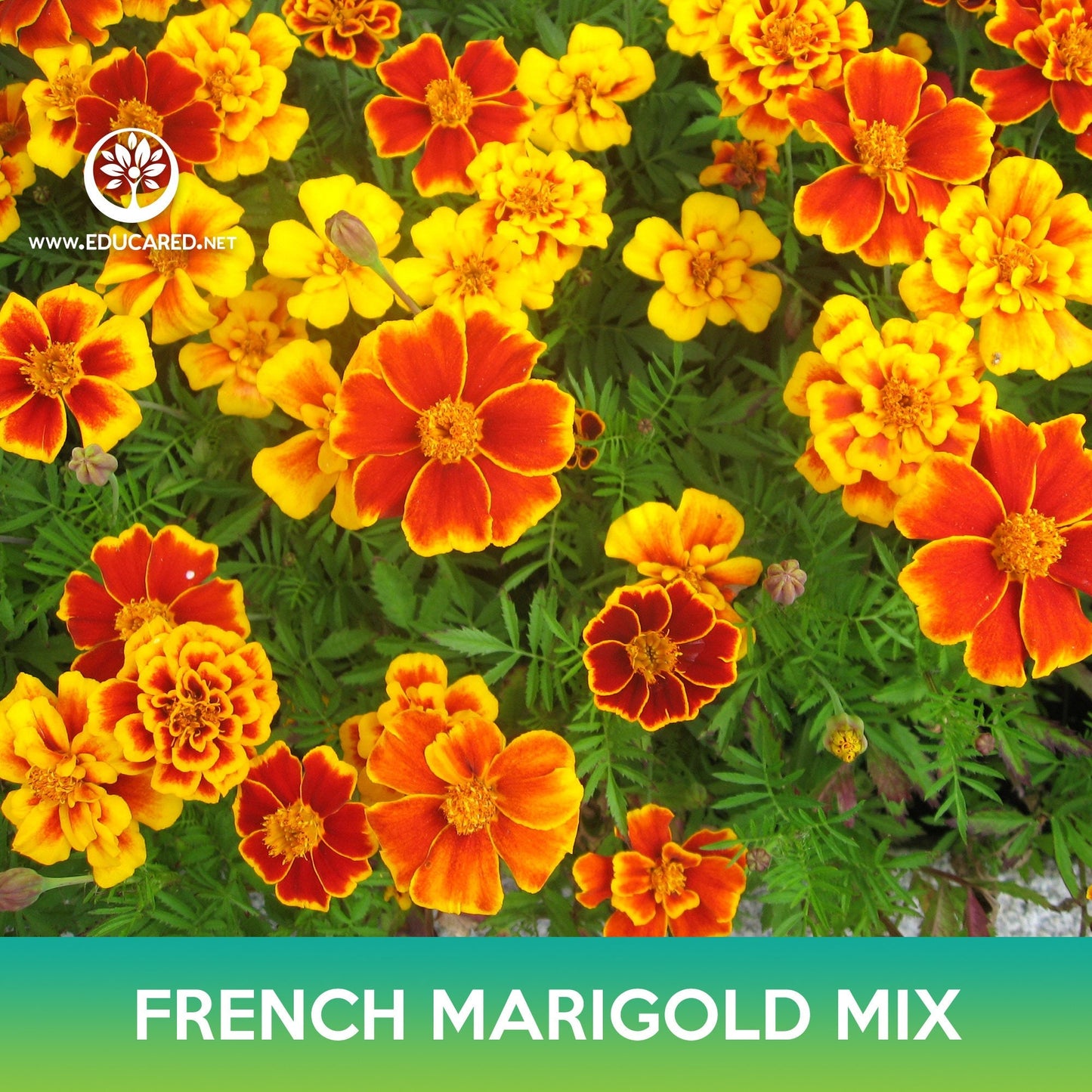 French Marigold Flower Mix Seeds, Tagetes patula